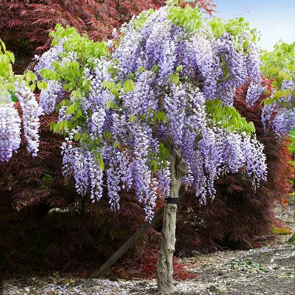 Purple Wisteria Tree